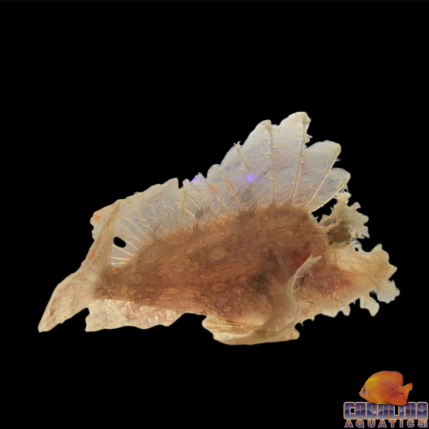 Scorpionfish - Goose