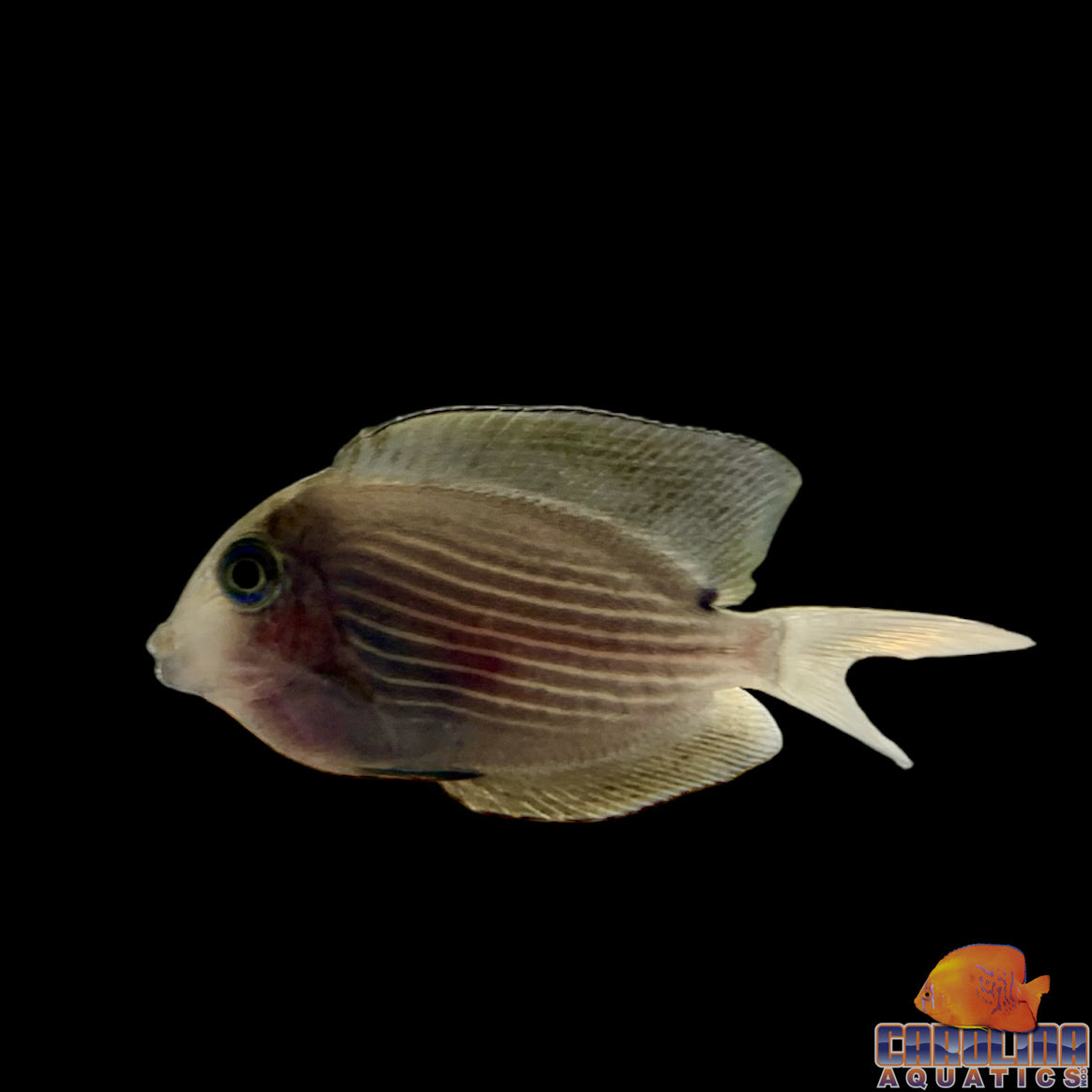 Tang - Bristletooth Orange Striped Md