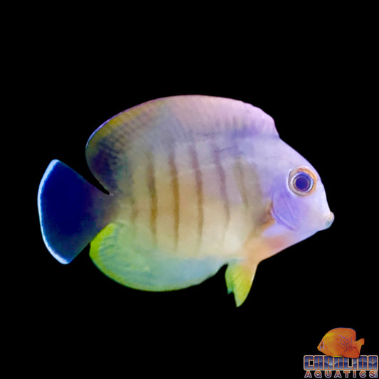 Tang - Mimic Eibli