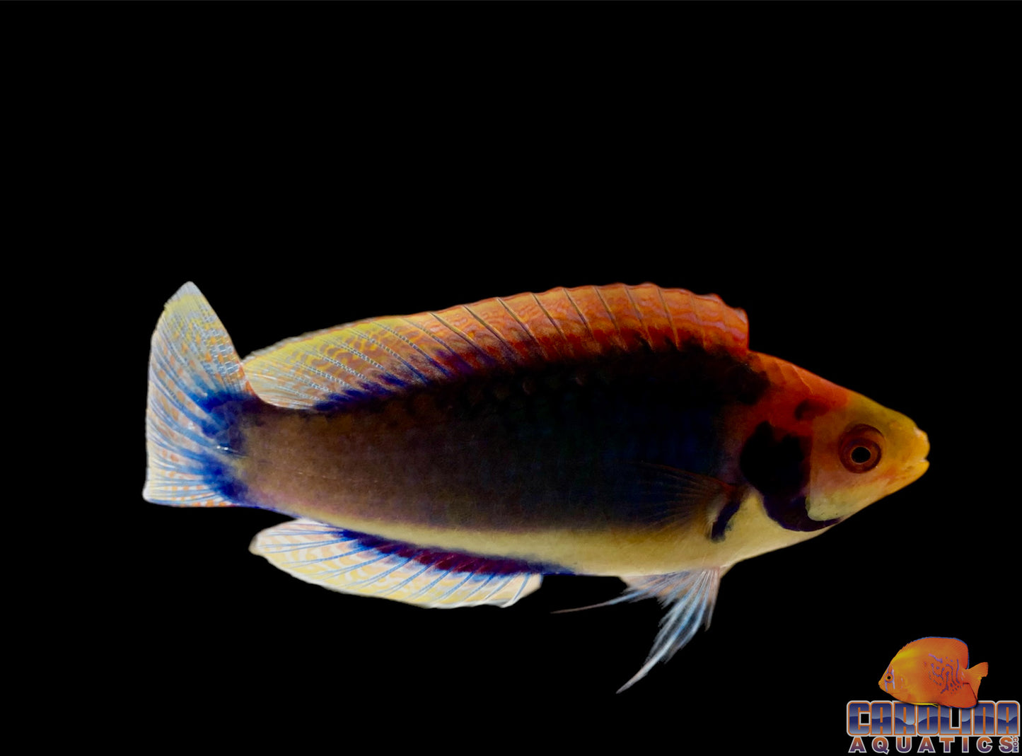 Wrasse - Fairy Solarensis