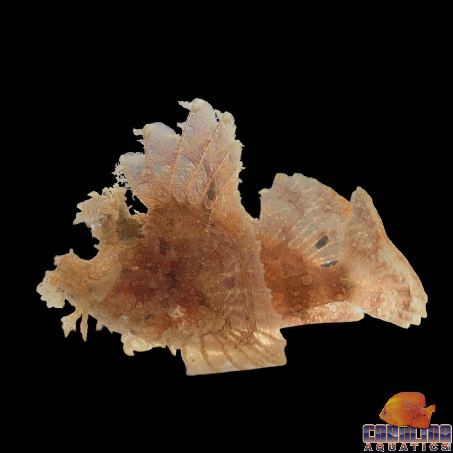 Scorpionfish - Goose