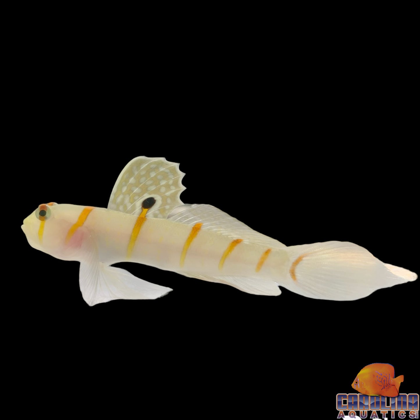 Goby - Prawn Randalii XL