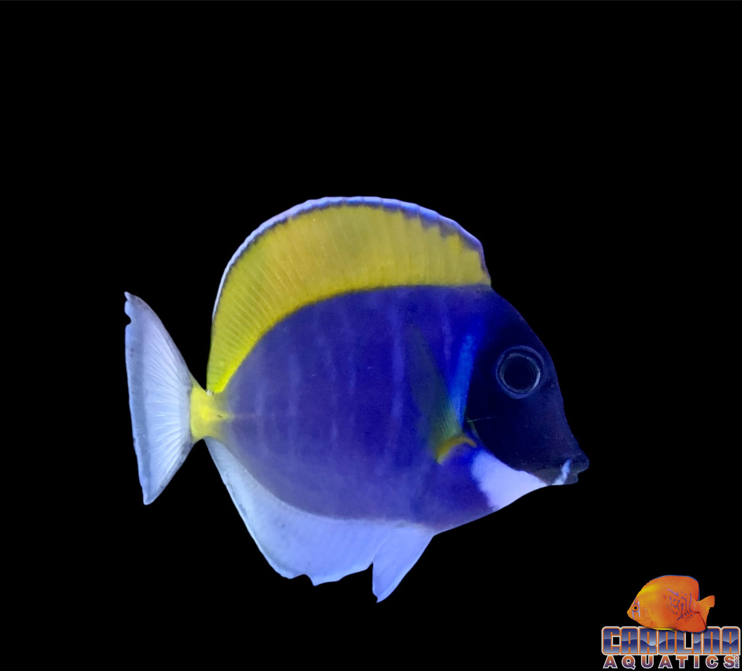 Tang - Powder Blue Med