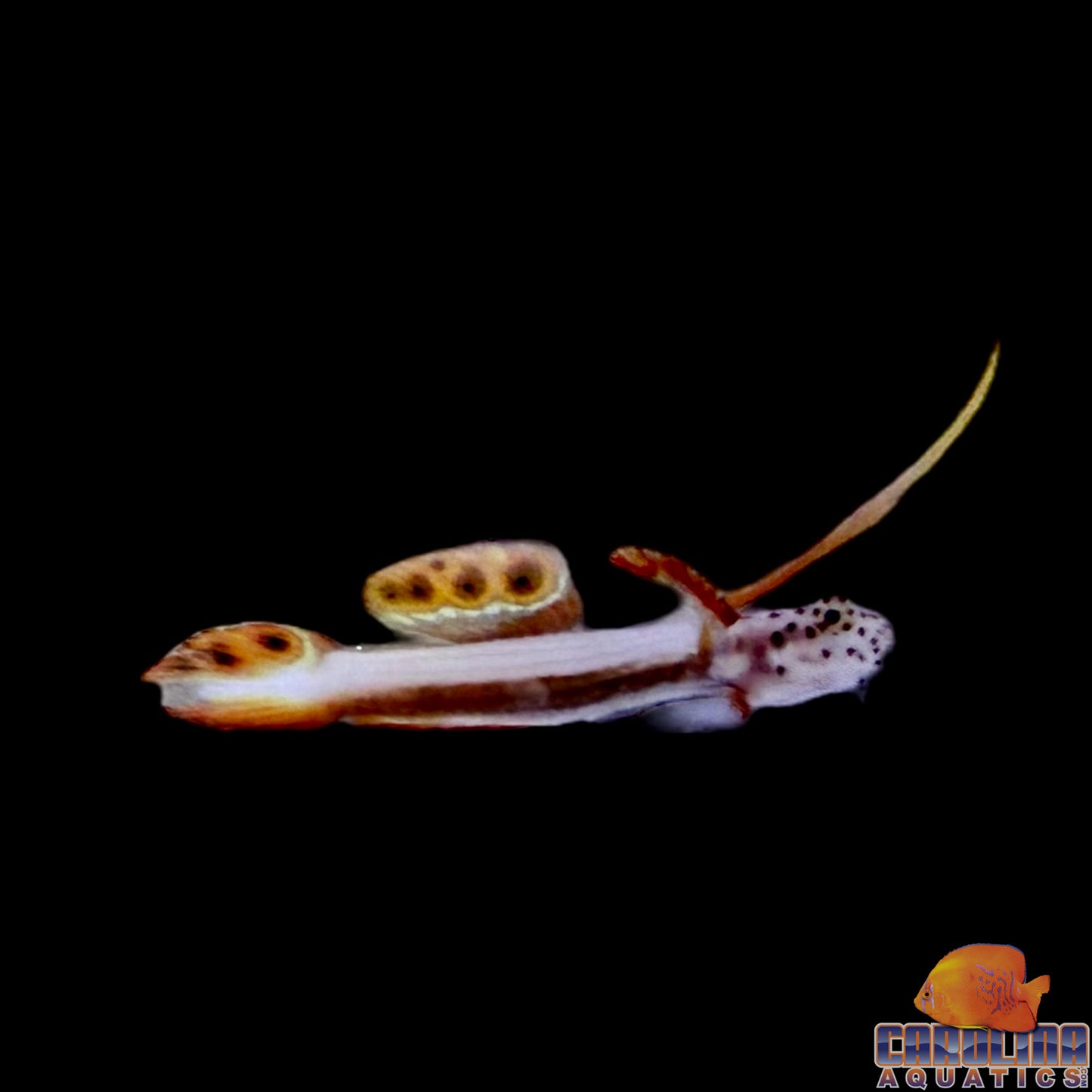 Goby - Flaming Prawn