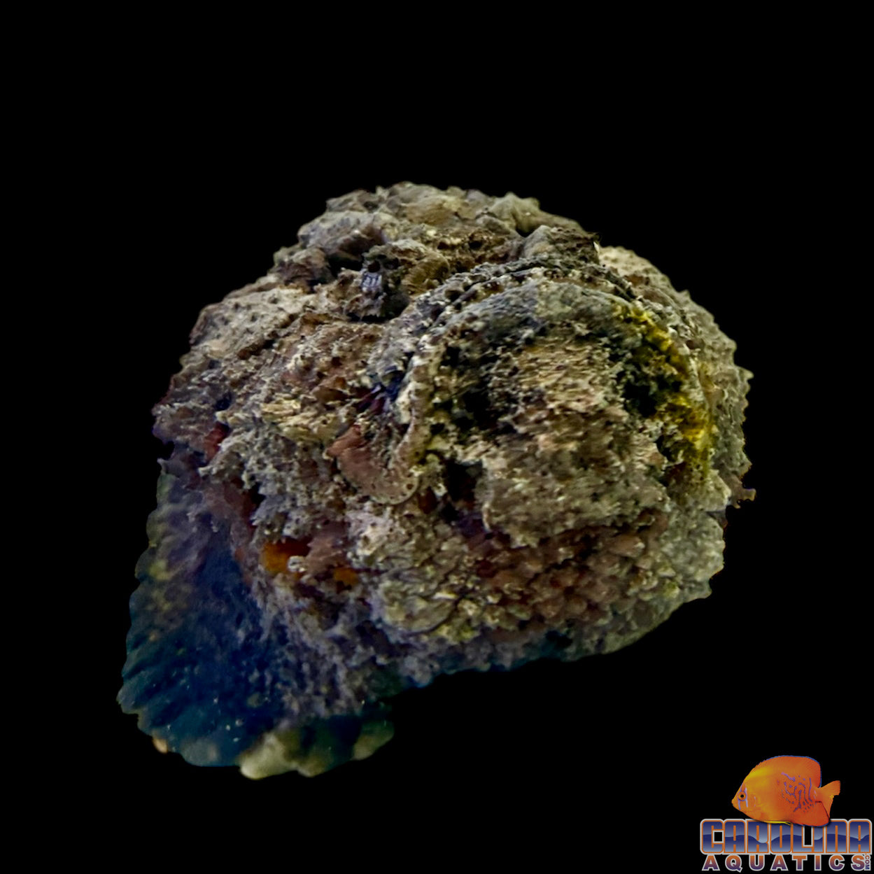 Stonefish Reef Jumbo