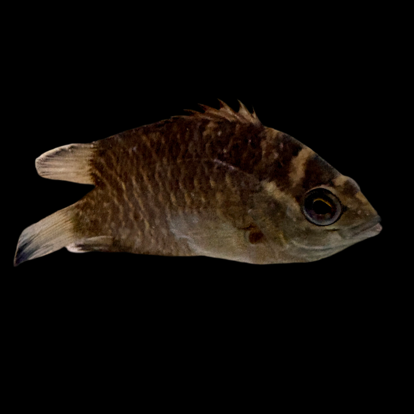 Misc - Malabar Leaf Fish Med
