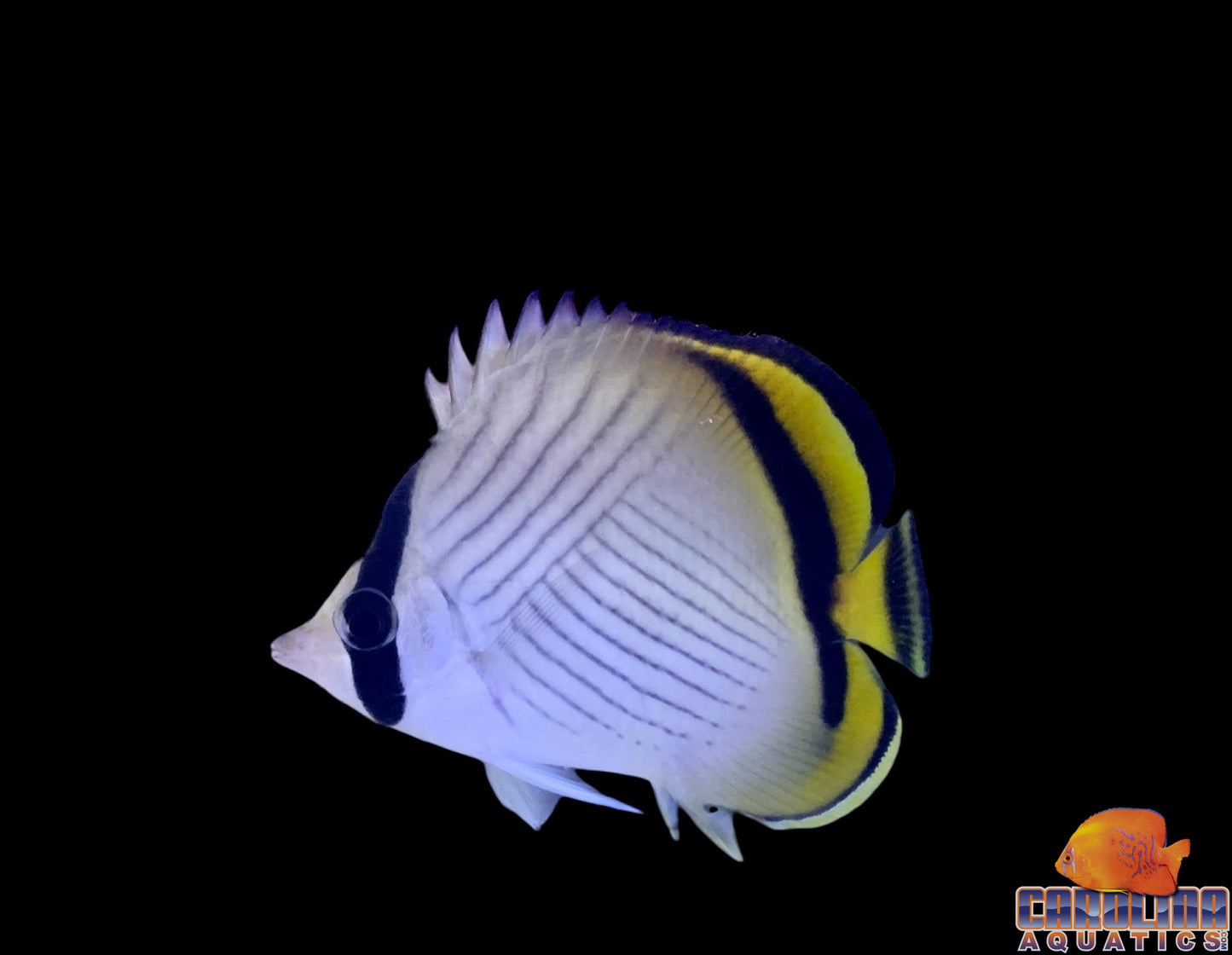 Butterfly - Vagabond