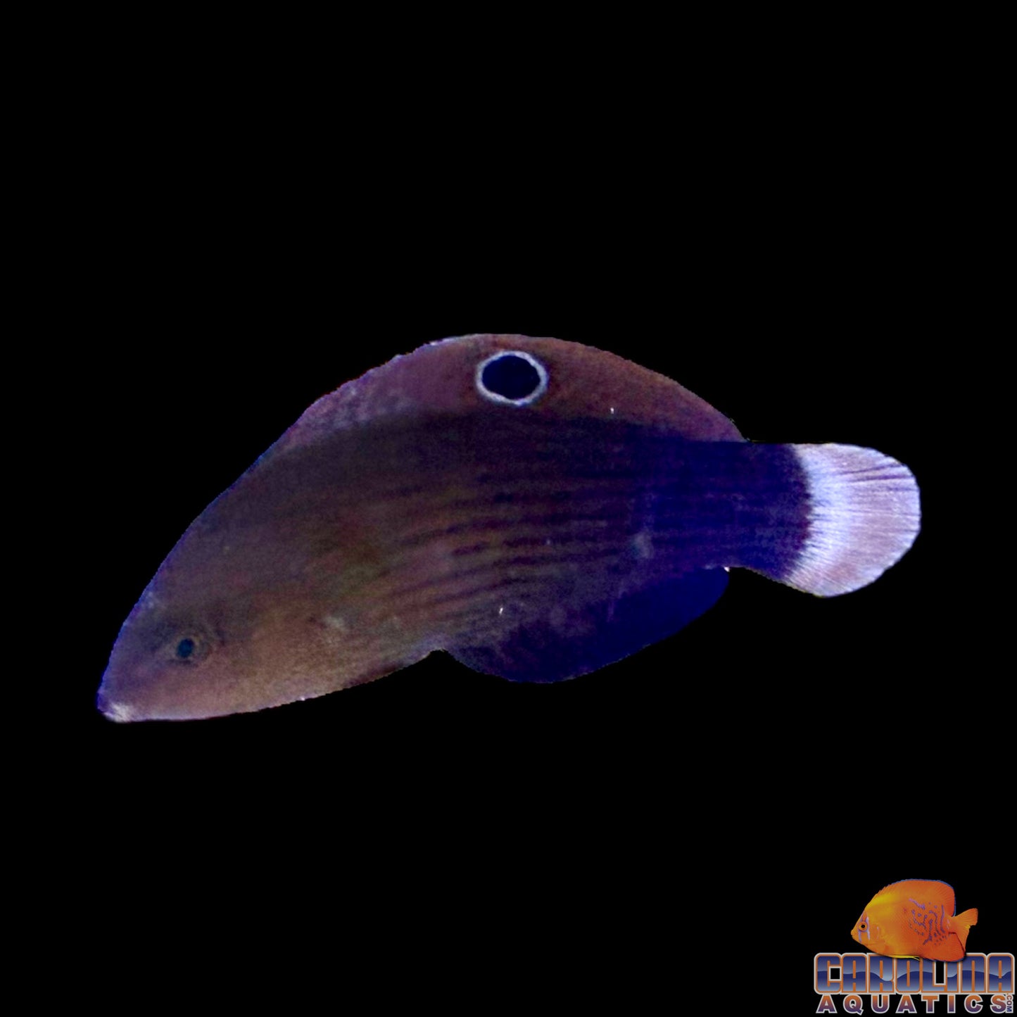Wrasse - Dusky