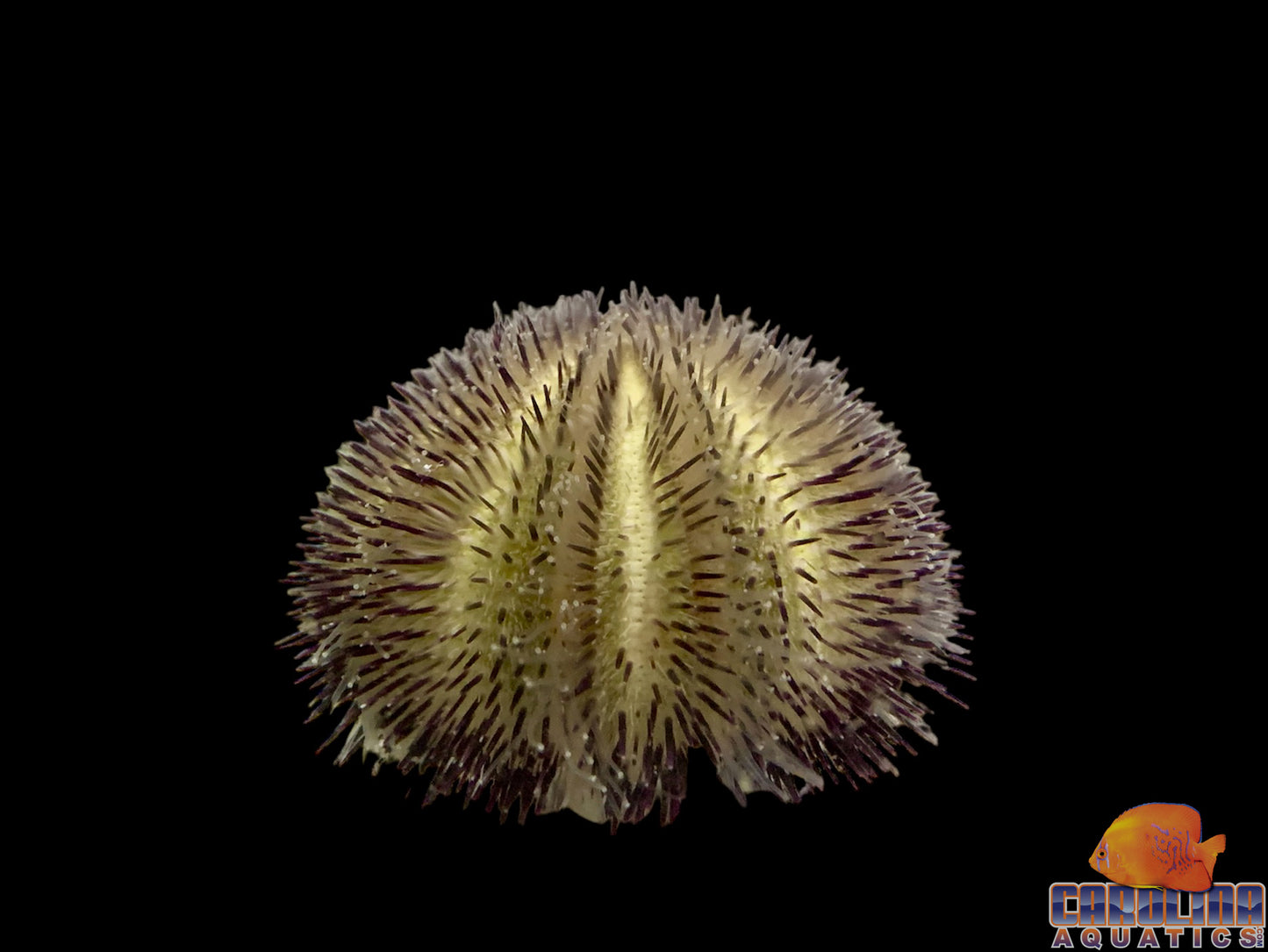 Urchin - Purple