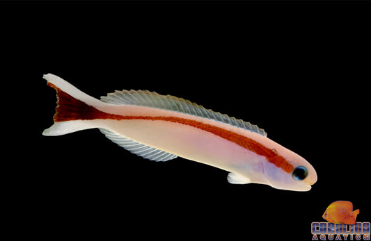 Tilefish - Red Stripe