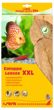 sera Catappa Leaves