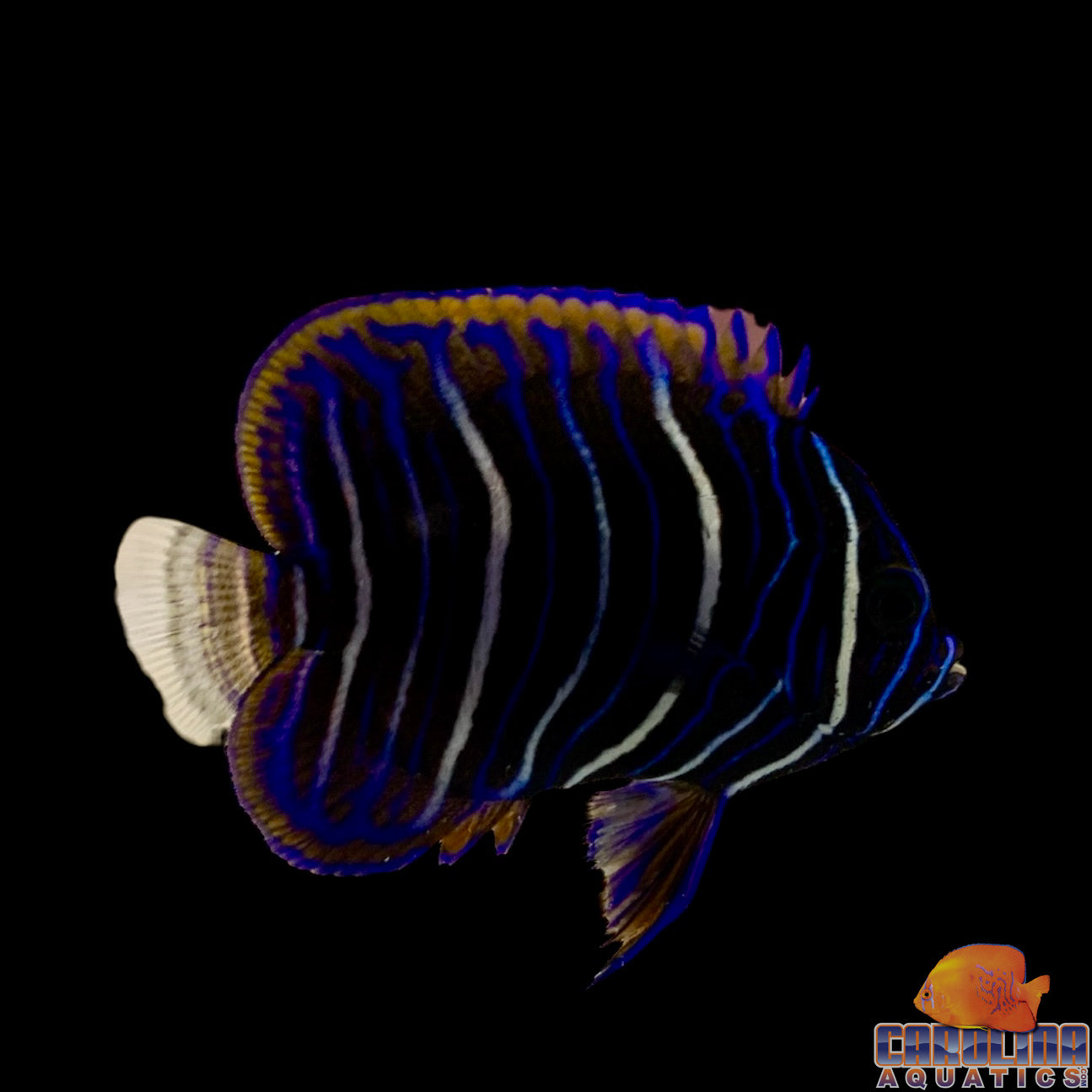 Angel - Blueface Juv