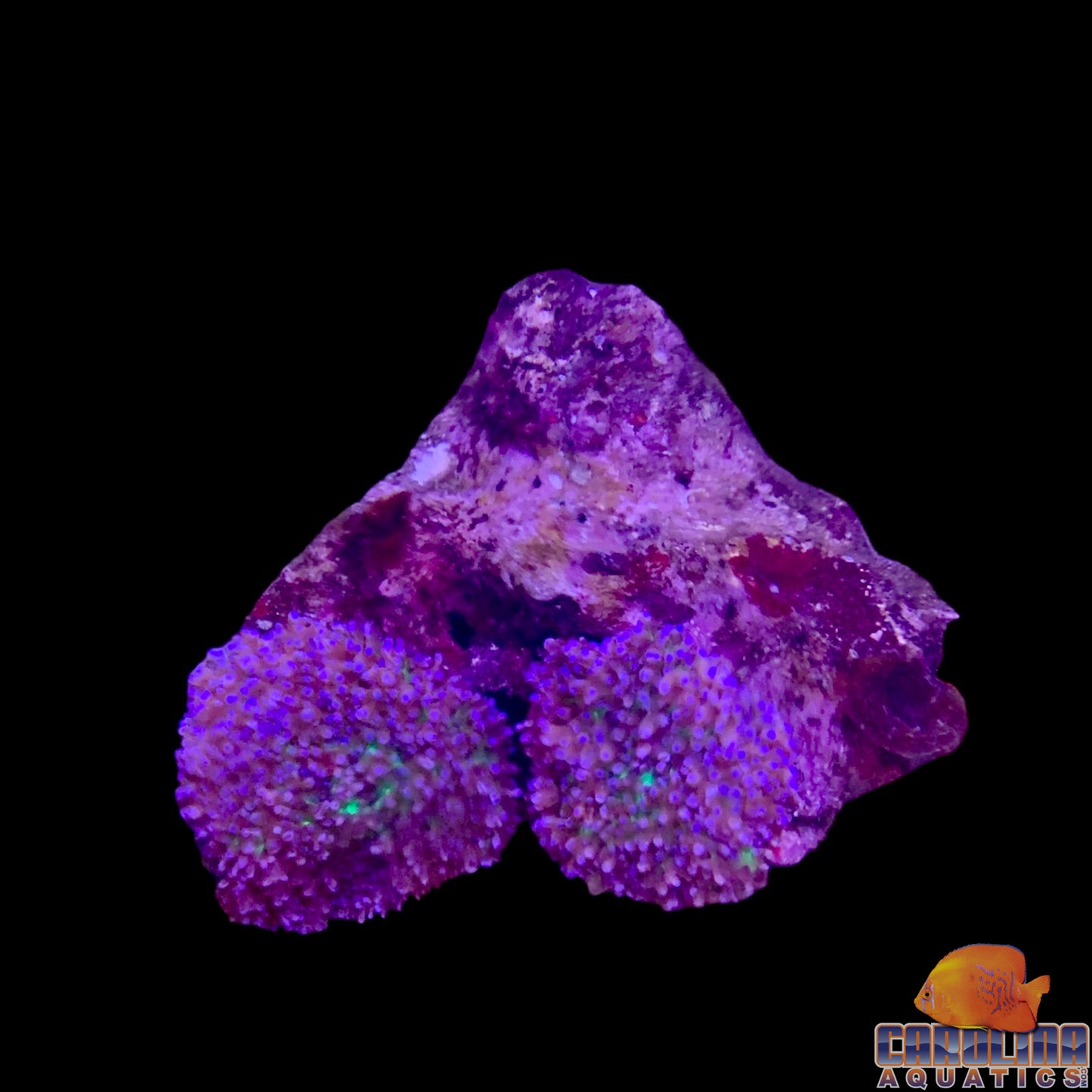 Fiji - Mushroom Rock Lavendar