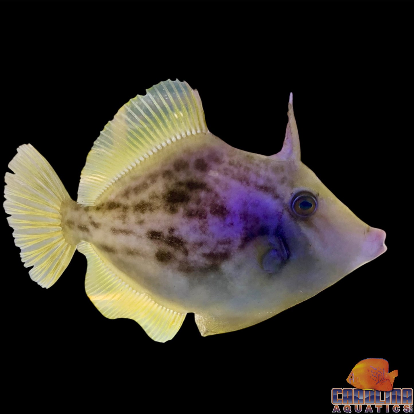 Filefish - Planehead Lg