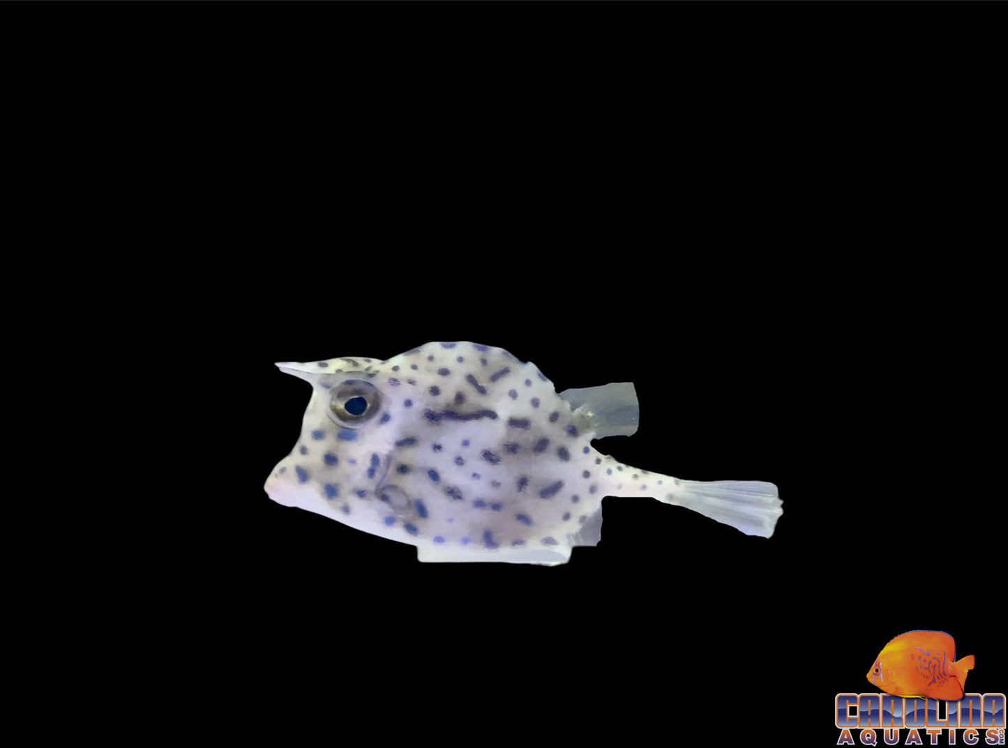 Cowfish - Scrawled Md