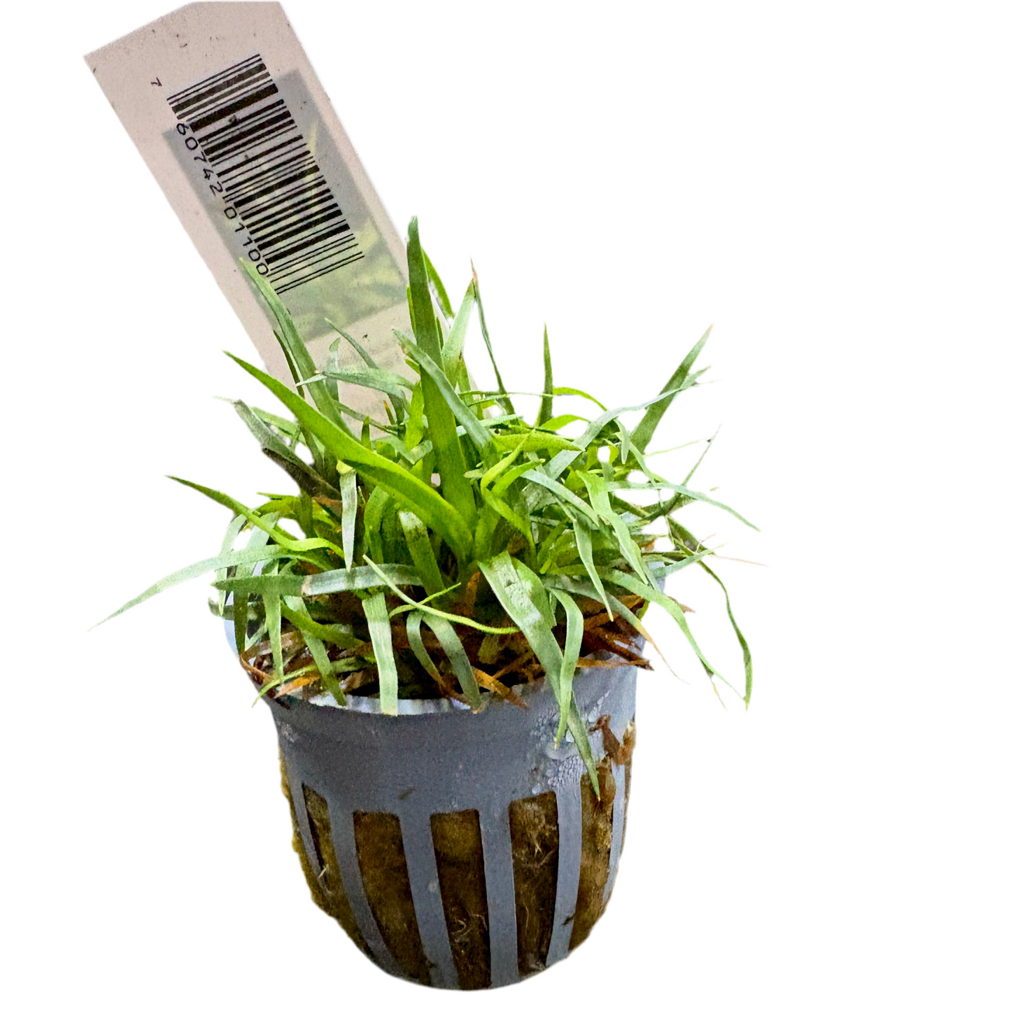 Eriocaulon Vietnam Potted