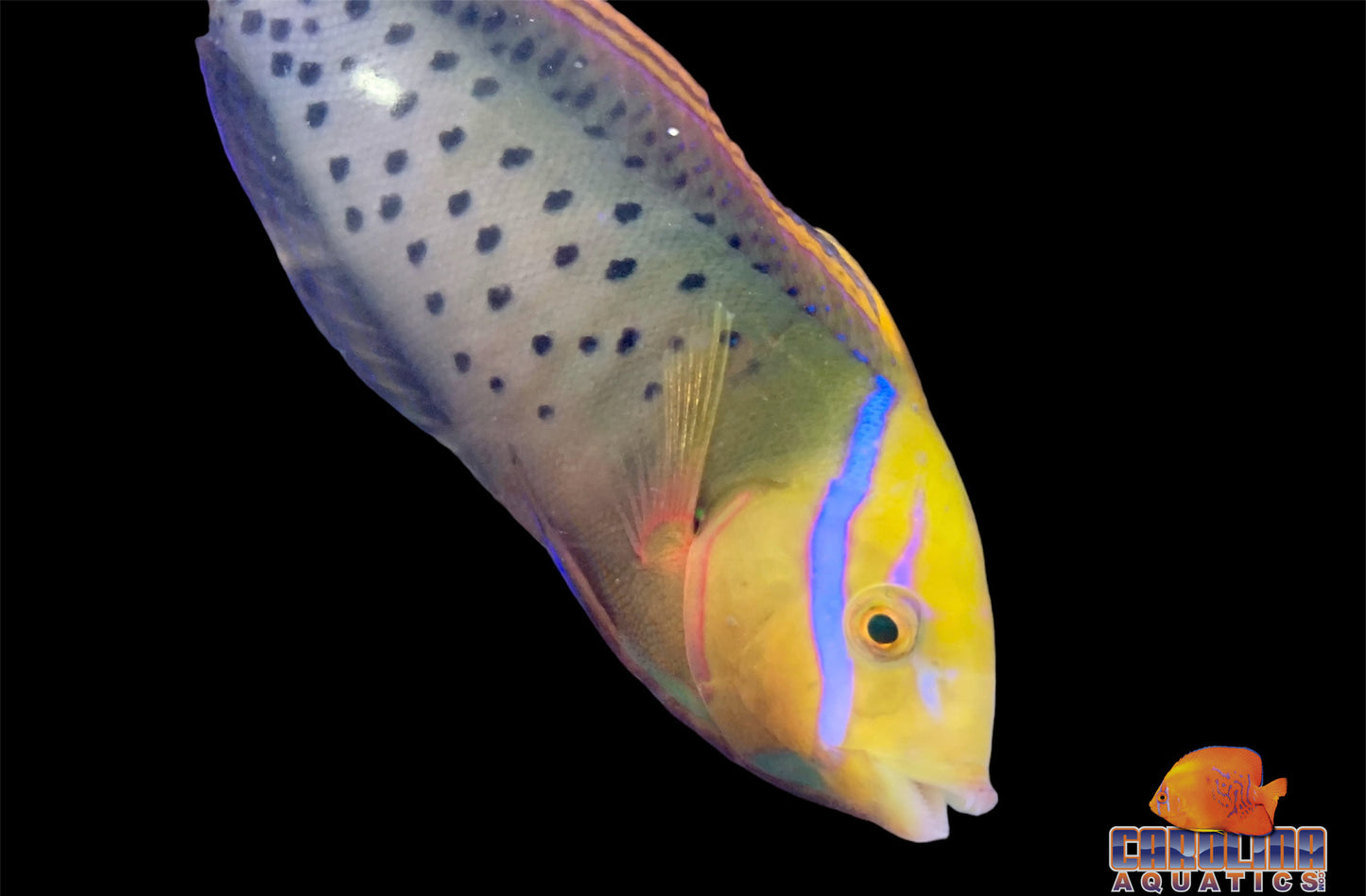 Wrasse - Coris Queen Adult