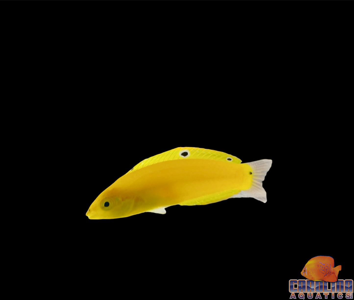 Wrasse - Coris Yellow