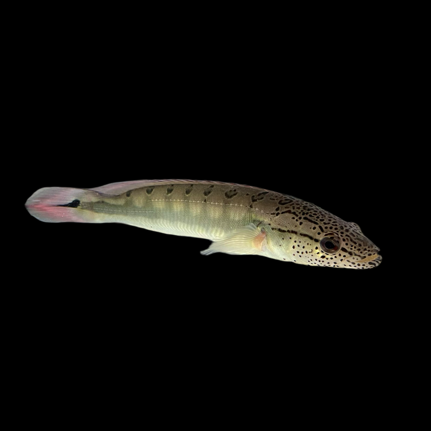 Cichlid - Pike Lenticulata Lg