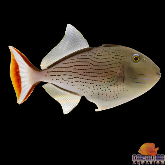 Trigger - Line Spot XL