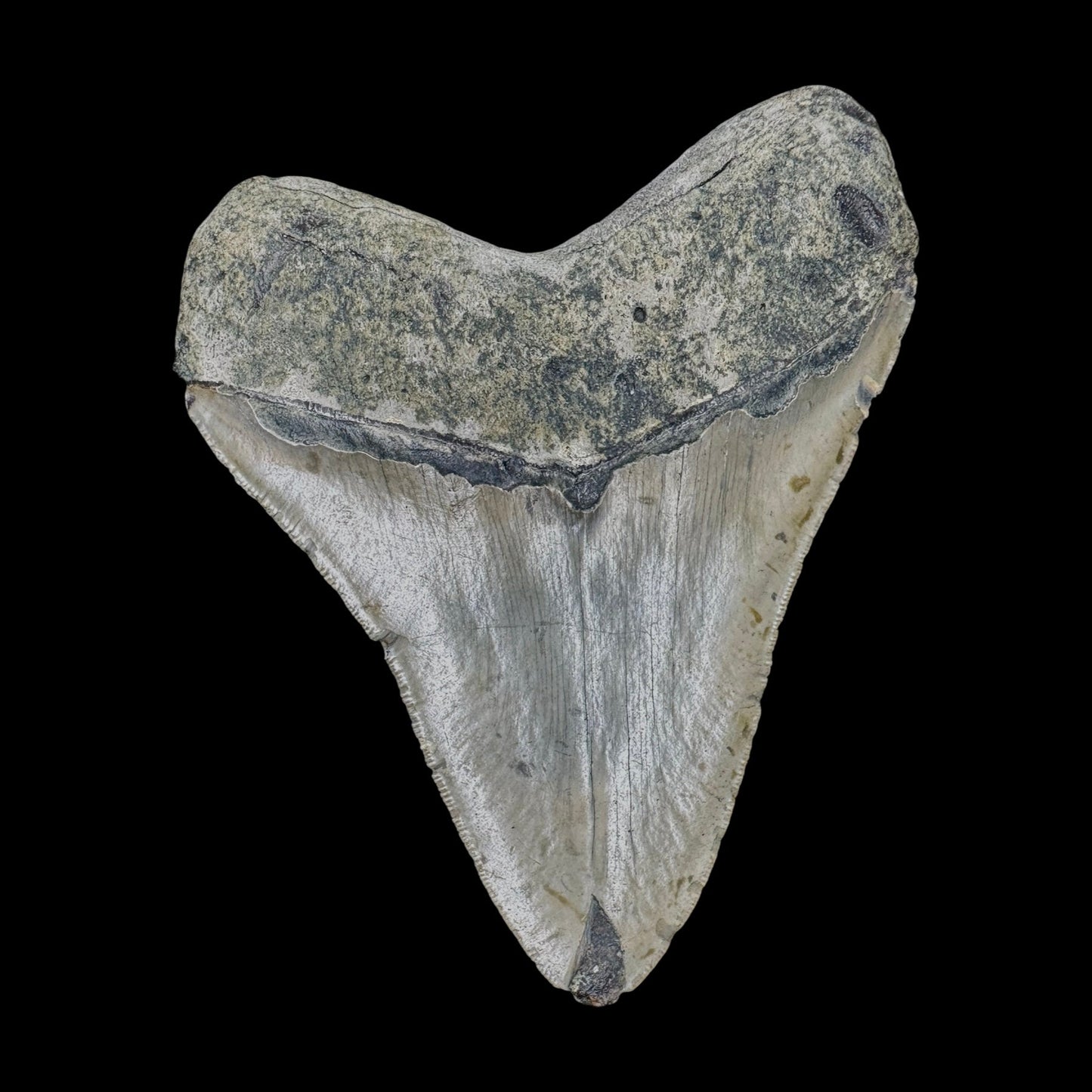 Megalodon Tooth