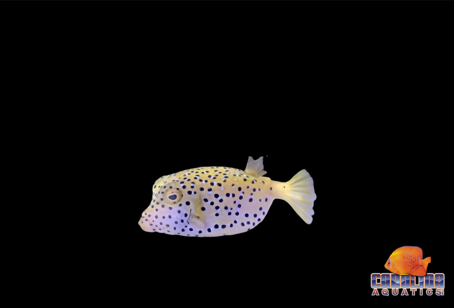 Boxfish - Yellow Med