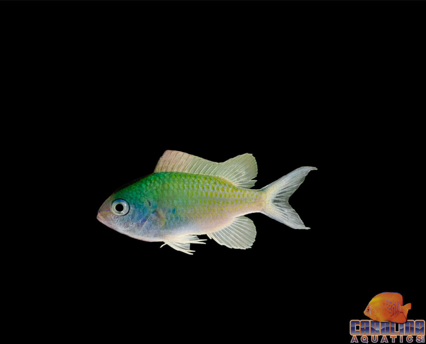Chromis - Green