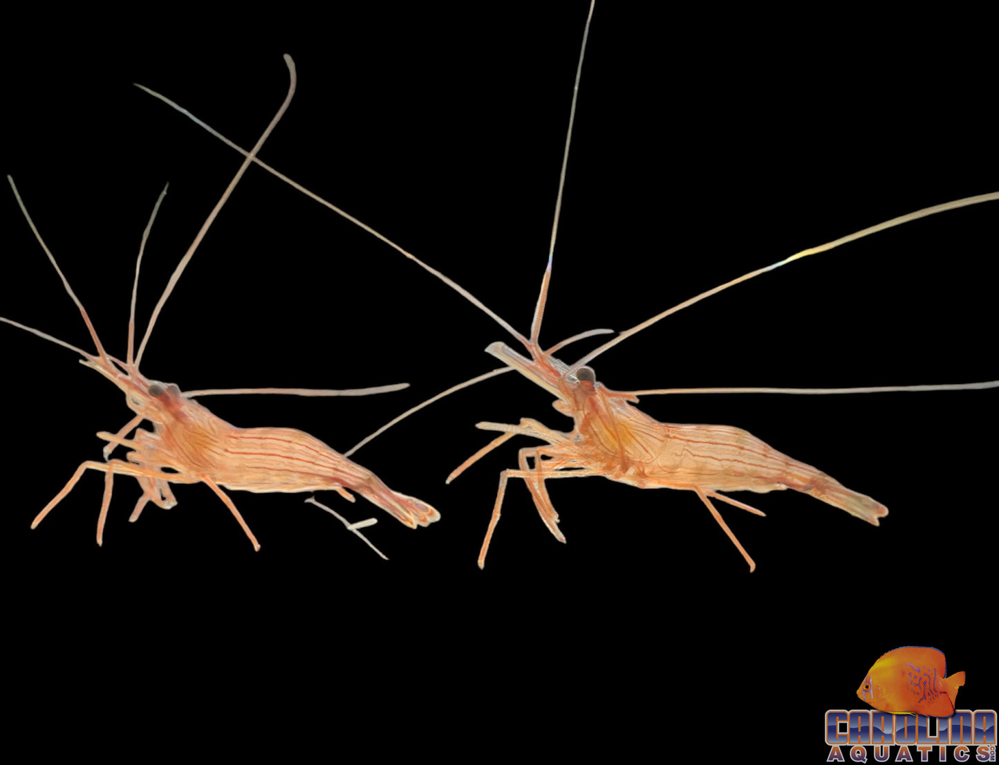 Shrimp - Peppermint(LIMIT 50)