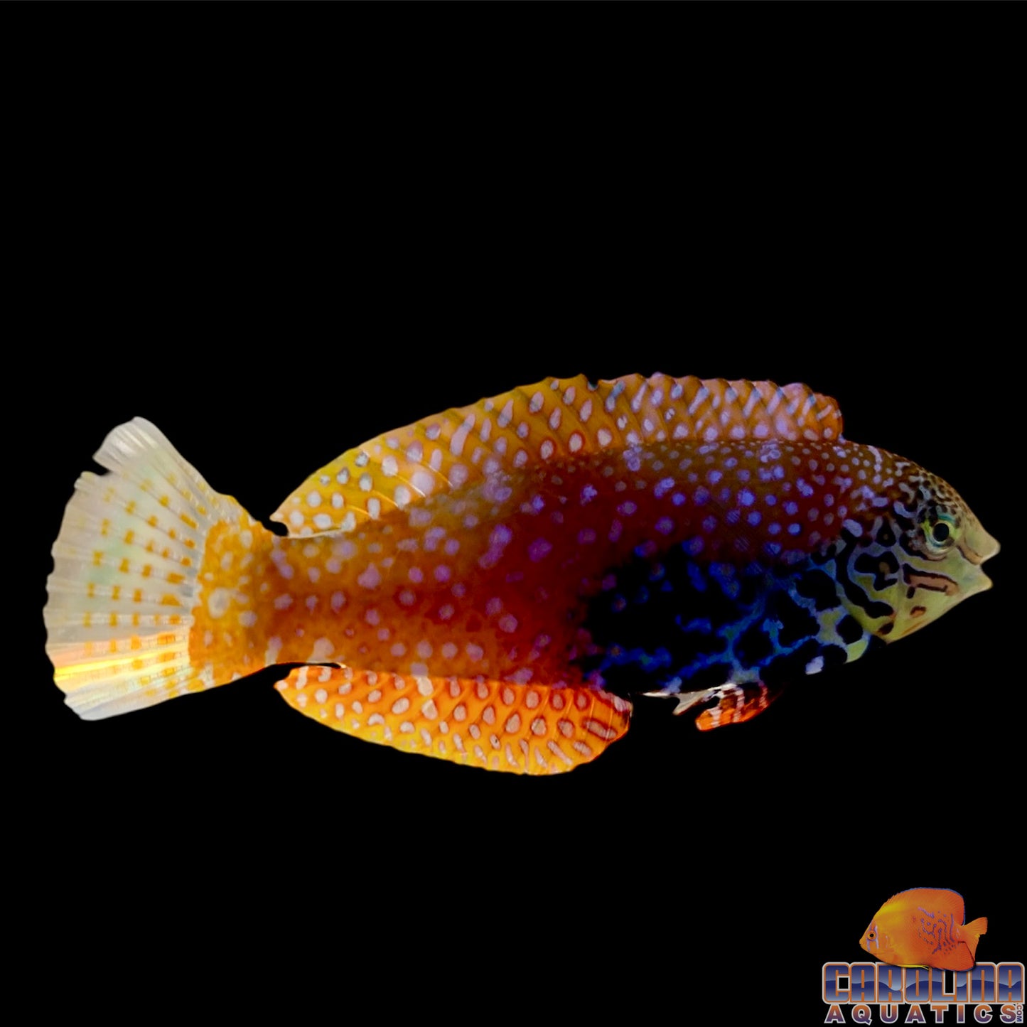 Wrasse - Leopard Divided
