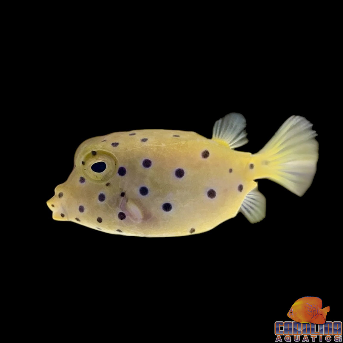 Boxfish - Yellow Sm