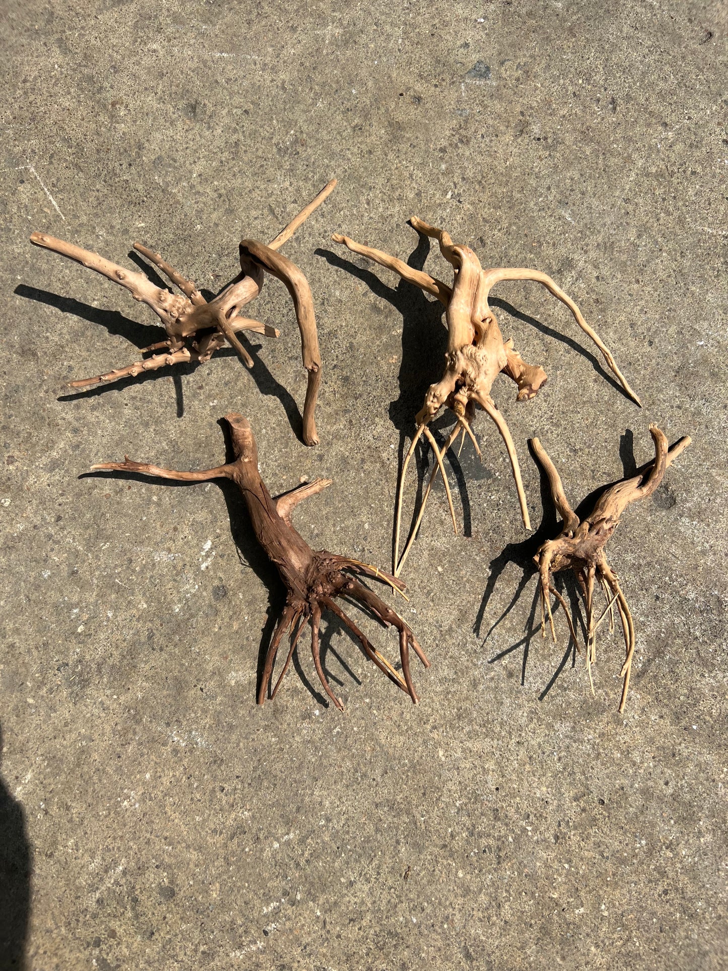 Driftwood - Carolina Spider Wood