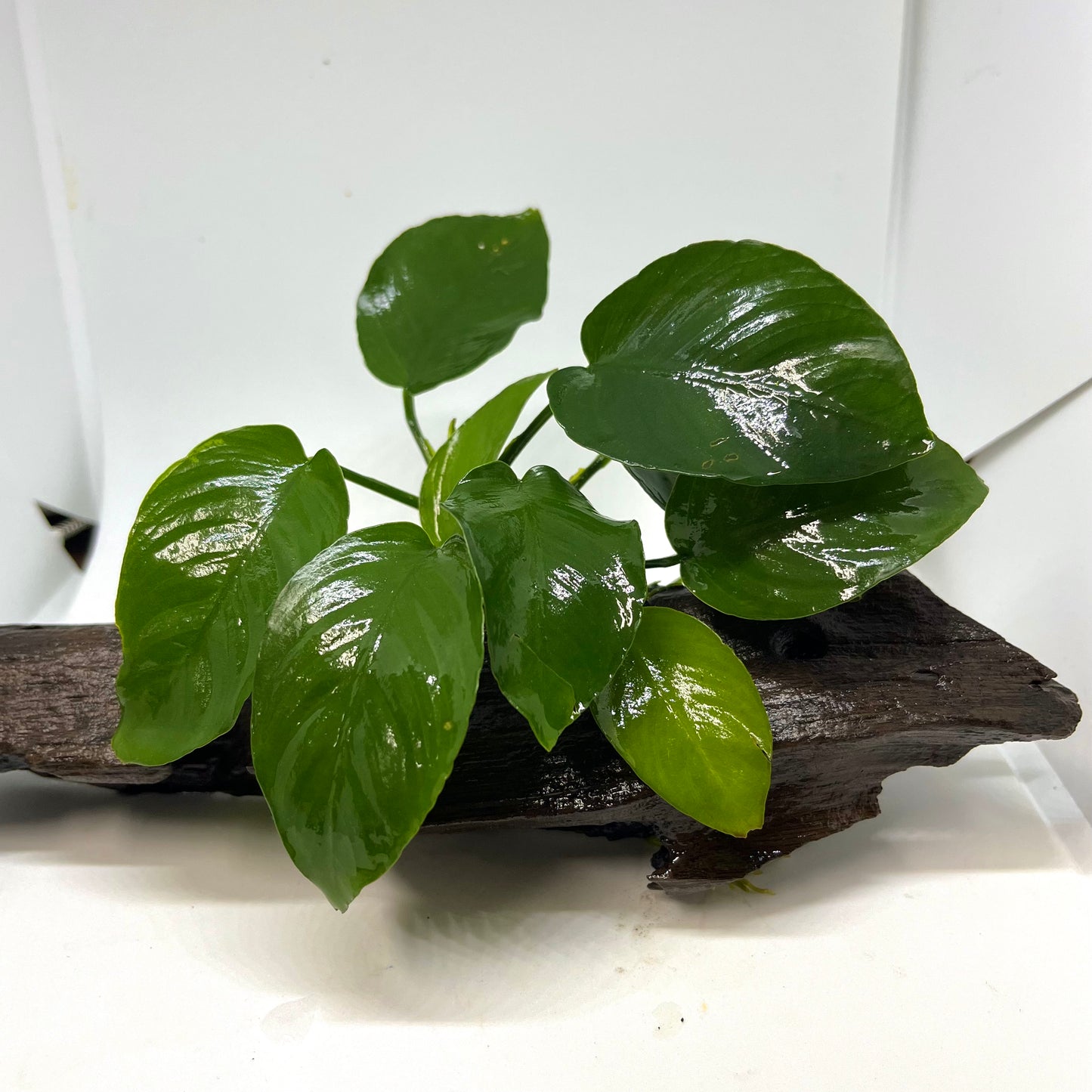 Barteri V. Round Leaf on Driftwood