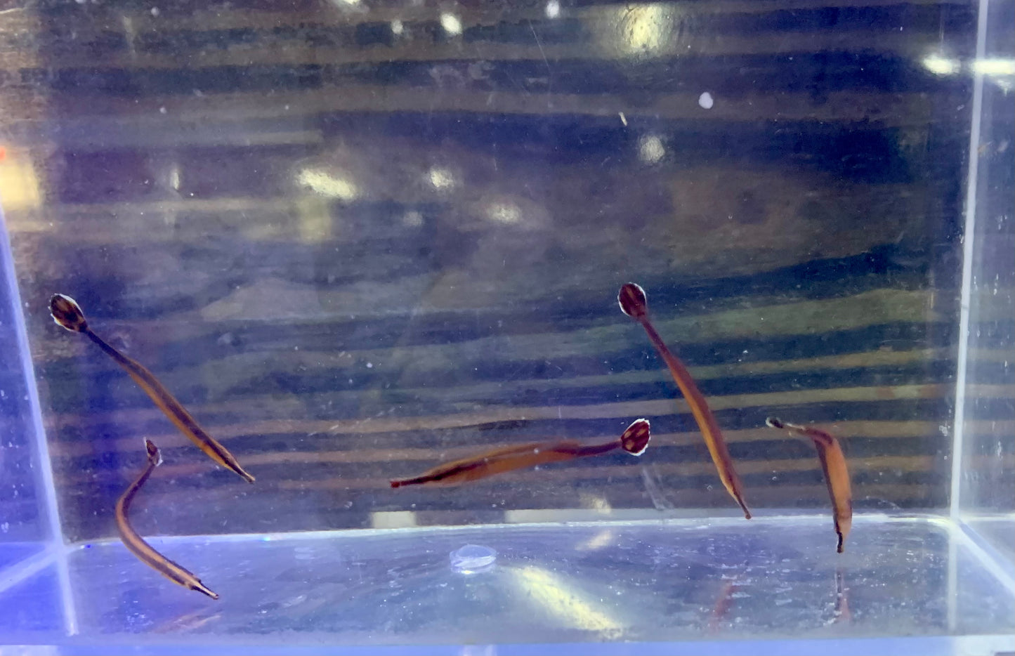 Pipefish - Blueline