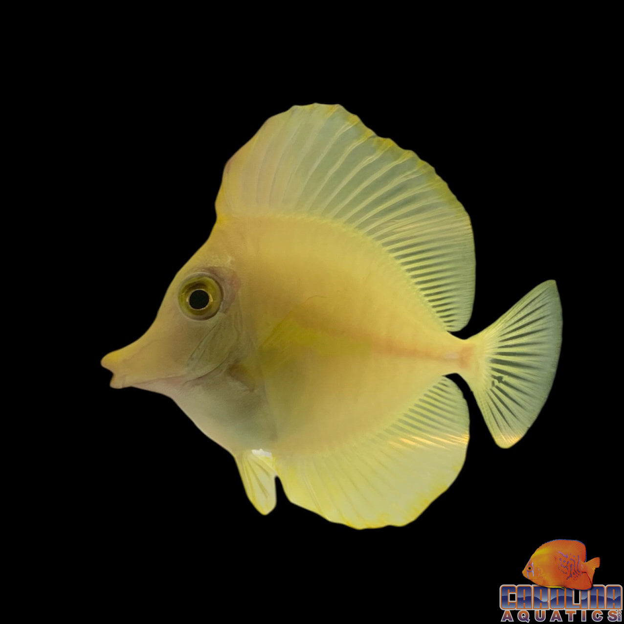Tang - Yellow Sm T.R.