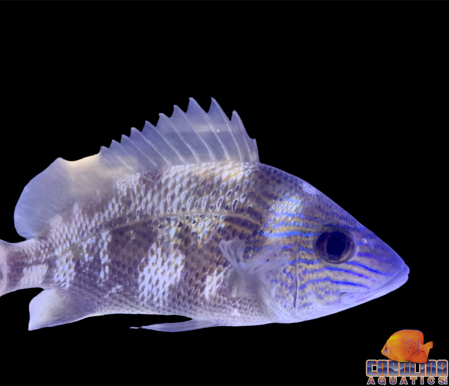 Grunt - Blue Stripe