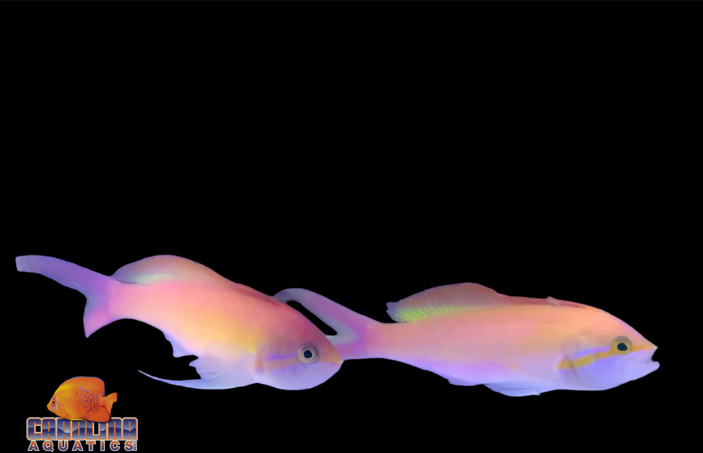 Anthias - Carberryi