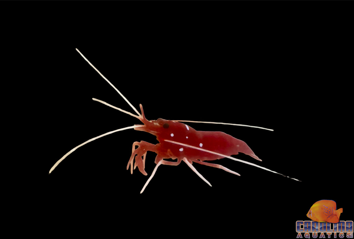 Shrimp - Fire