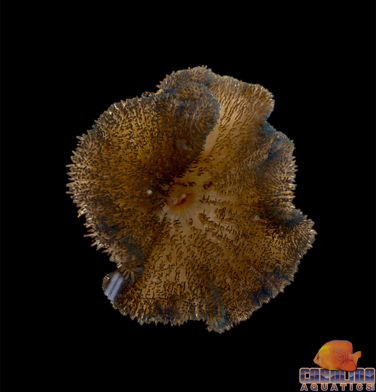 Anemone - Carpet Gigantea Blue XL