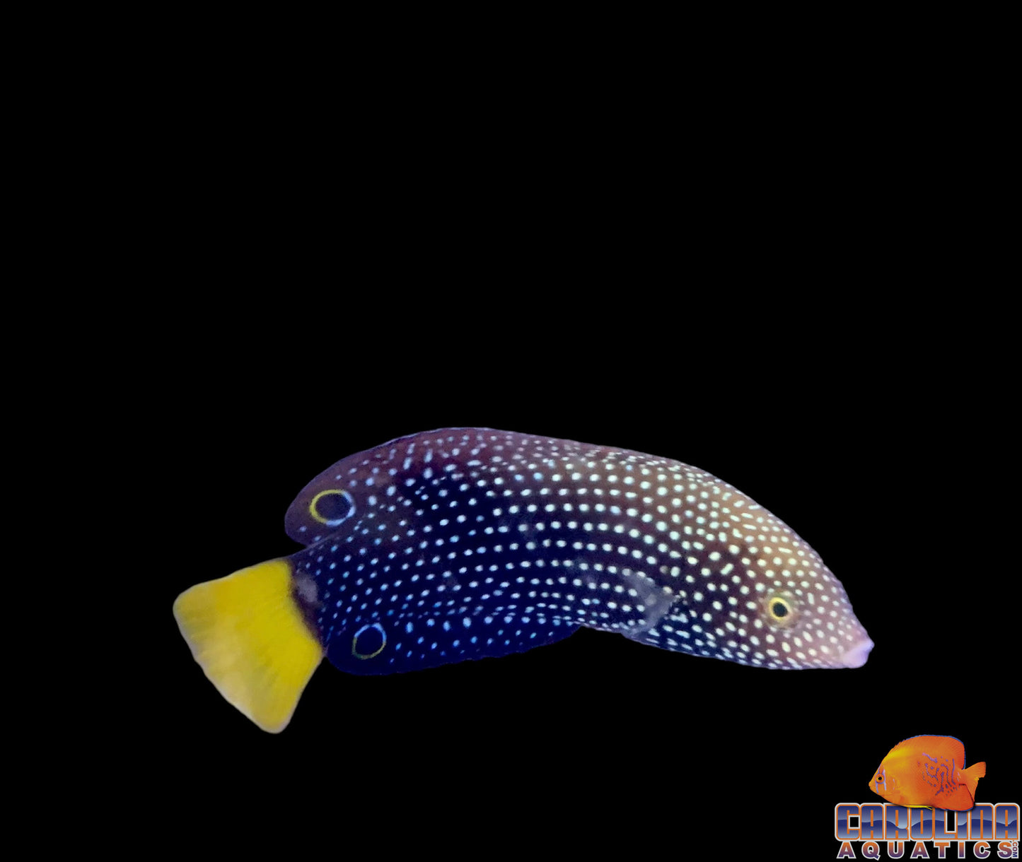 Wrasse - Spotted