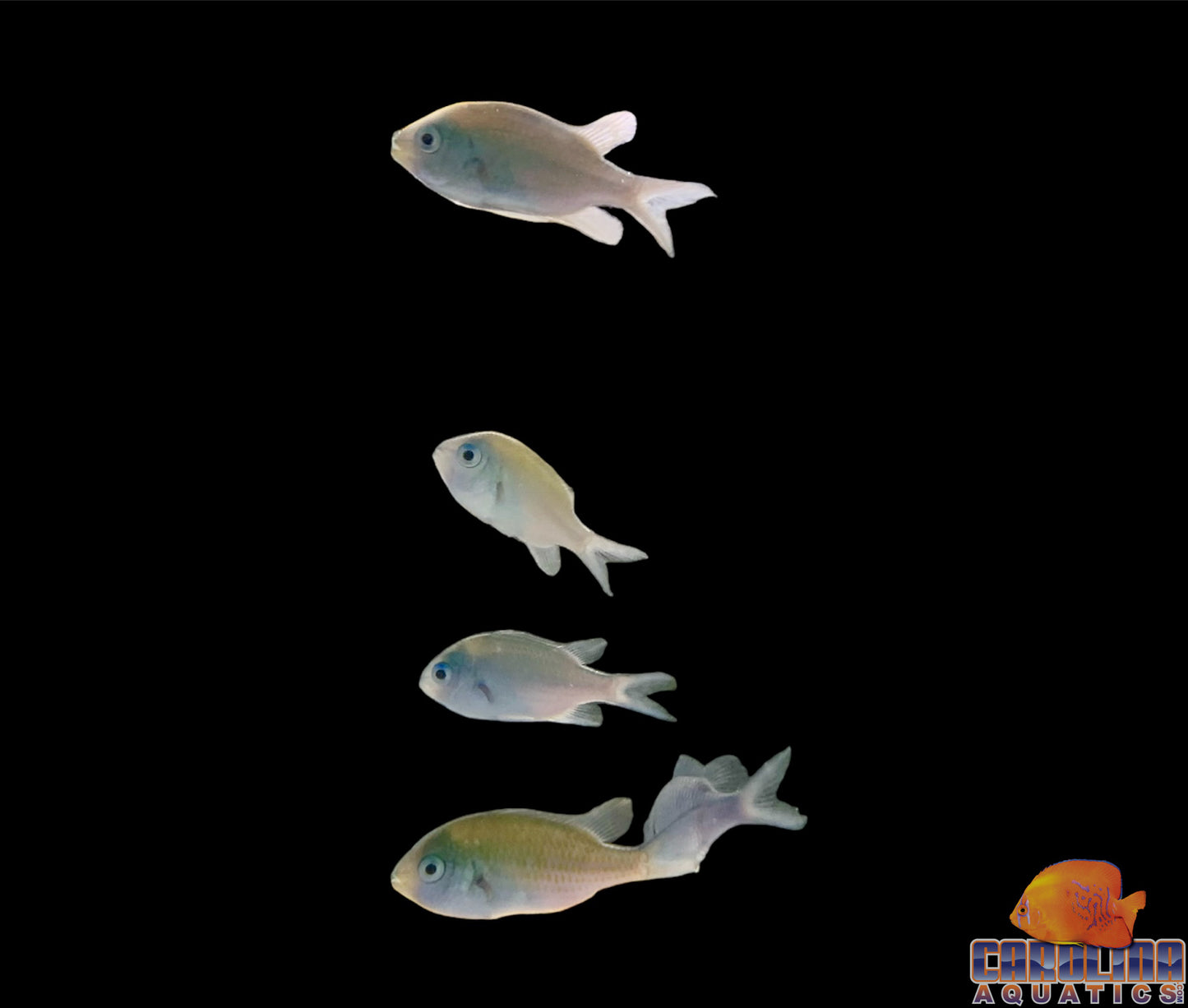 Chromis - Green