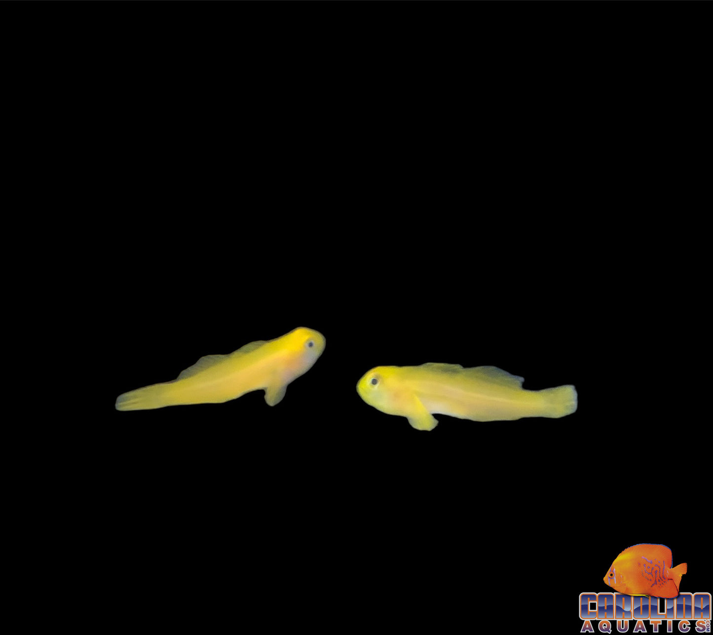 Goby - Clown Yellow