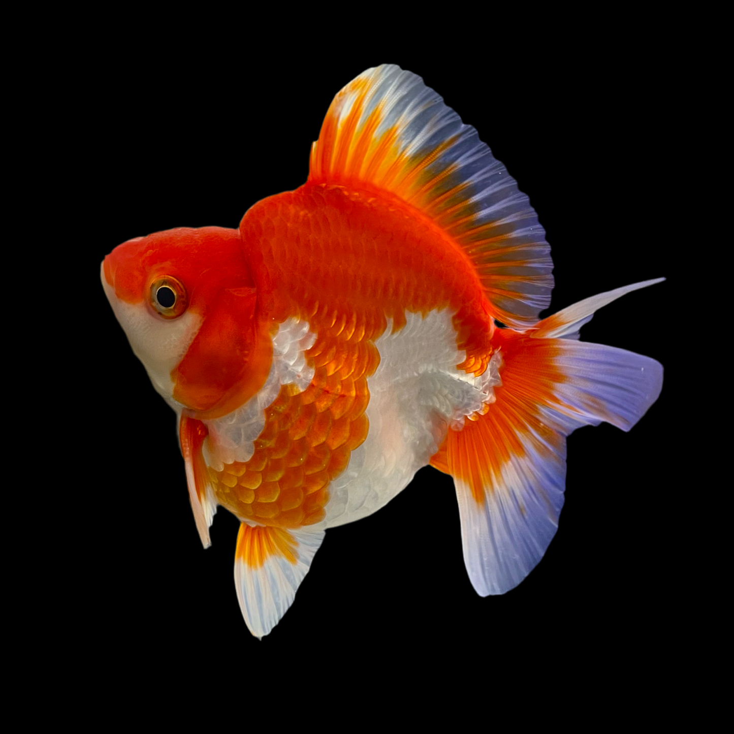 Goldfish - Ryukin Shorttail High Body Red & White 4.5-5in