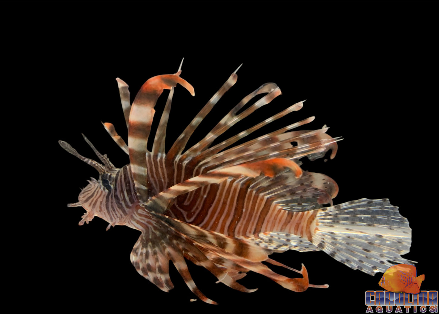 Lionfish - Volitan Md/Lg
