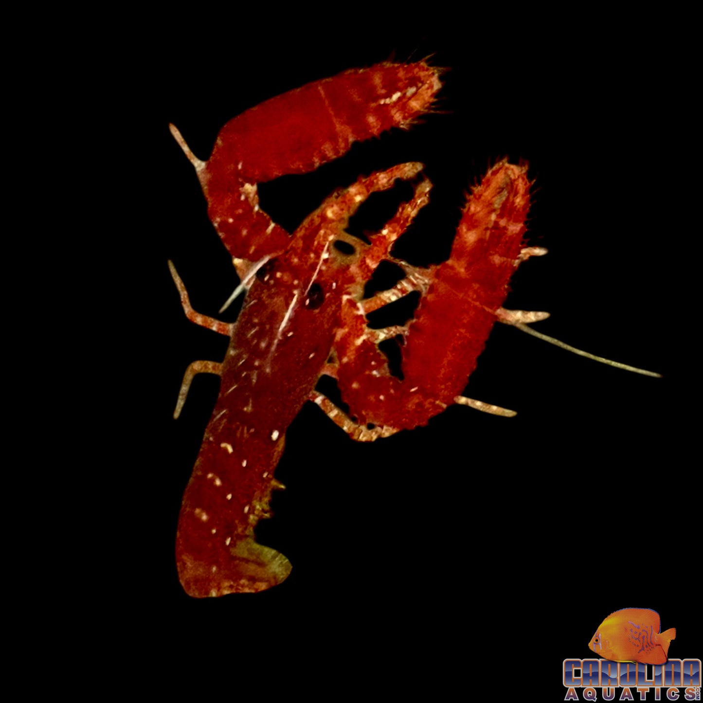 Lobster - Reef Red