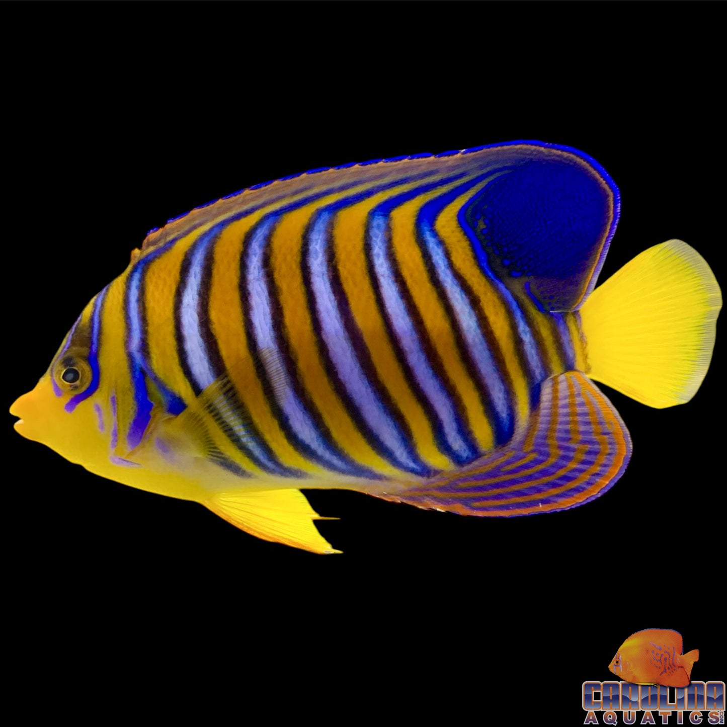 Angel - Regal Yellow Belly (Indian)