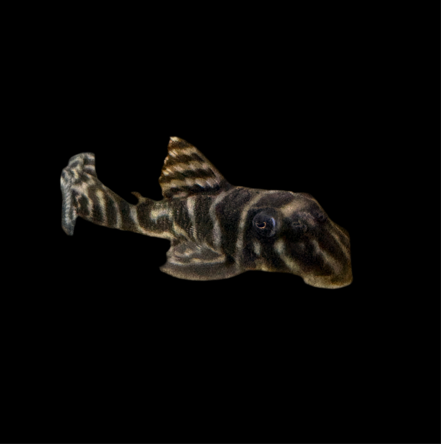 Pleco - Yellow Zebra L-199 M/L
