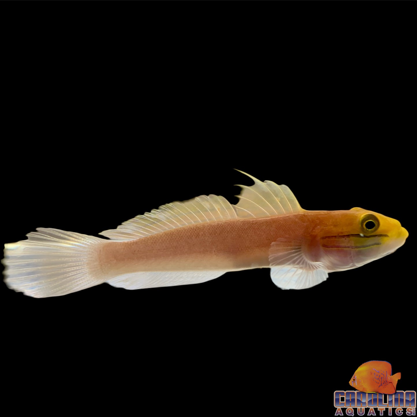 Goby - Sleeper Bella
