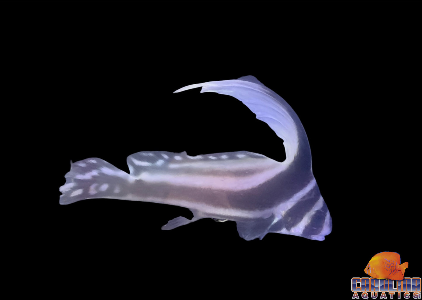 Drum - Spotted Md