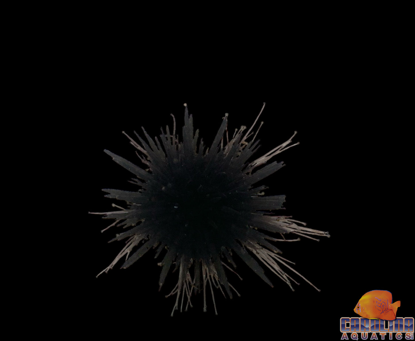 Urchin - Caribbean Rock