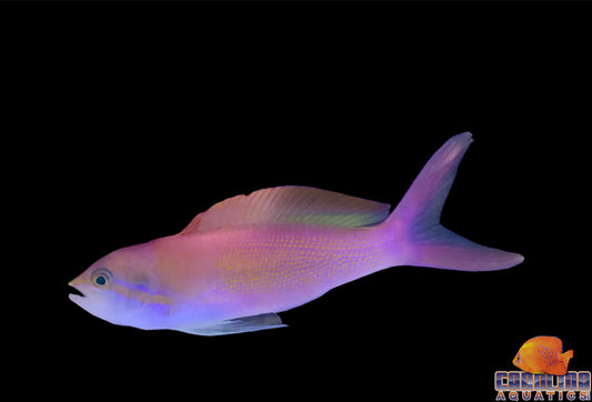 Anthias - Carberryi